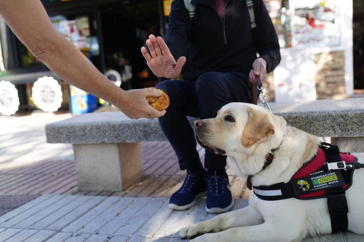 La Fundación ONCE pide no distraer ni dar comida a los perros guía
